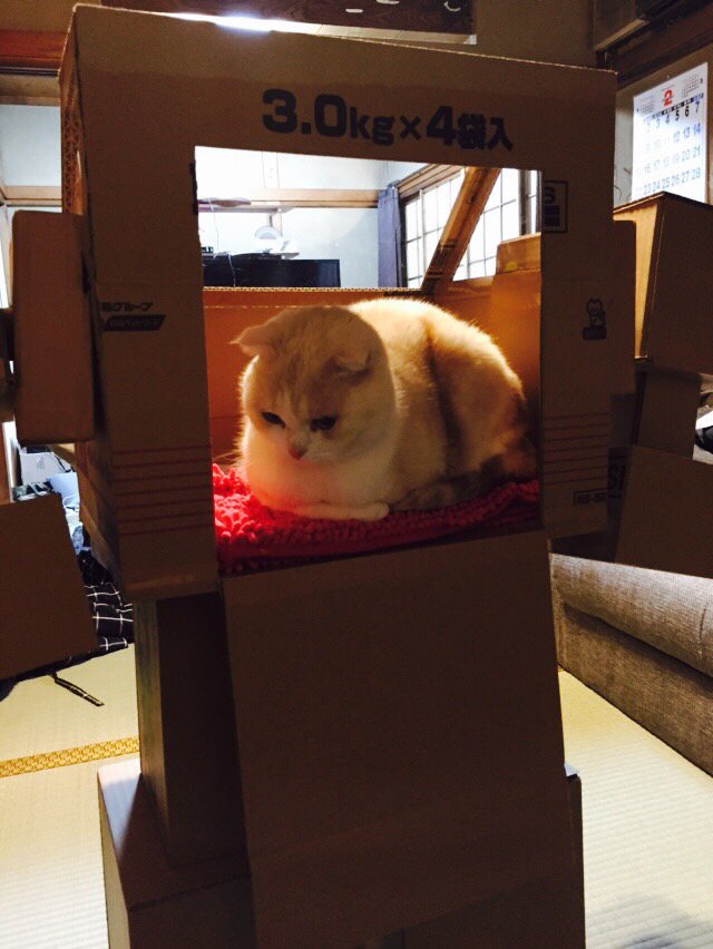 让爱猫化身喵驾驶员  这对夫妻用纸箱替它打造“专属机器人”