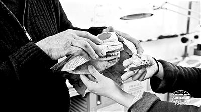 "史前古鱼"薄如纸30年无人敢动 学者用3D打印揭秘
