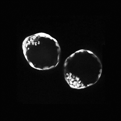 小鼠干细胞可在体外形成“类胚胎”结构 为科学界提供早期发育的细胞培养模型