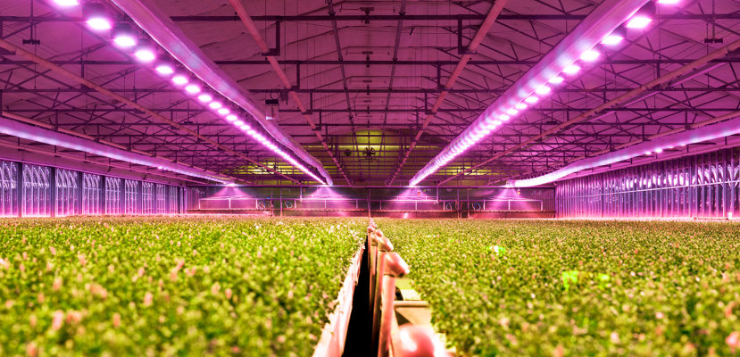欧司朗植物照明LED的特点以及优势
