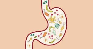 生酮饮食可以通过改变肠道真菌来降低患阿尔茨海默病的风险