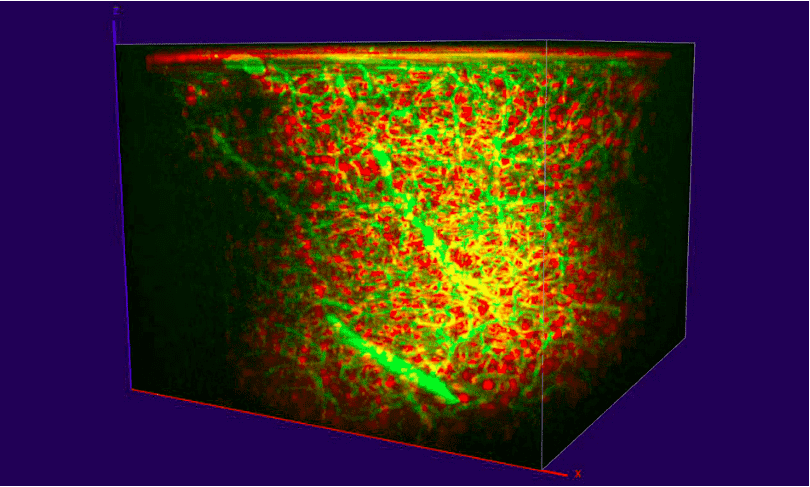 单波长1300纳米光源实现多色深层的三光子成像