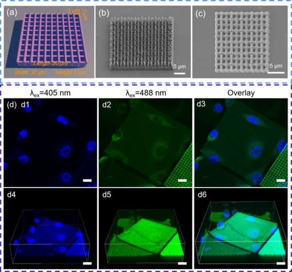 飞秒激光双光子聚合水凝胶3D微结构分辨率研究获进展